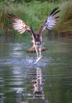 Osprey