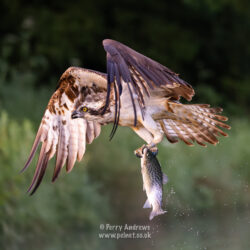 Fishing Osprey