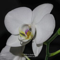 Orchid Stacked Image (Feb-25)