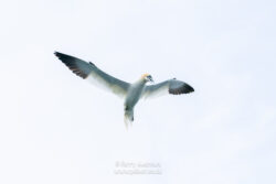 Gannet - Bempton Weekend (Jun-25)
