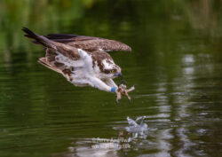 Horn Mill Osprey Hide (May-25)