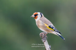 Goldfinch (Oct-25)